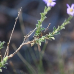 Vittadinia cuneata var. cuneata at Hughes, ACT - 10 Oct 2019