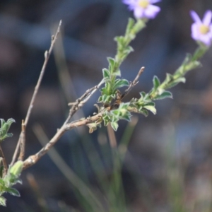 Vittadinia cuneata var. cuneata at Hughes, ACT - 10 Oct 2019 11:47 AM