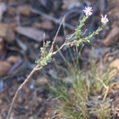 Vittadinia cuneata var. cuneata at Hughes, ACT - 10 Oct 2019