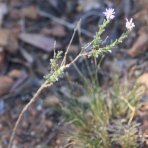 Vittadinia cuneata var. cuneata at Hughes, ACT - 10 Oct 2019 11:47 AM