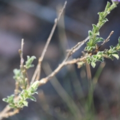 Vittadinia cuneata var. cuneata at Hughes, ACT - 10 Oct 2019