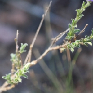 Vittadinia cuneata var. cuneata at Hughes, ACT - 10 Oct 2019 11:47 AM