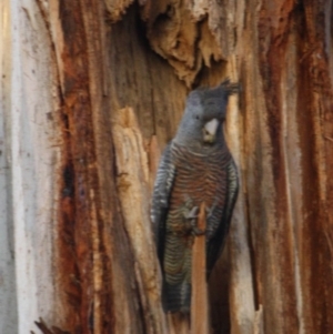 Callocephalon fimbriatum at Hughes, ACT - 13 Oct 2019