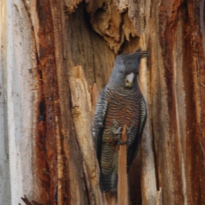 Callocephalon fimbriatum (Gang-gang Cockatoo) at GG90 - 13 Oct 2019 by LisaH