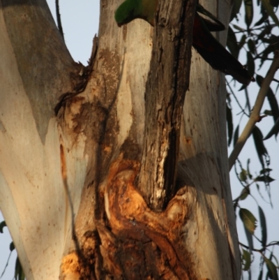 Alisterus scapularis (Australian King-Parrot) at Hughes Grassy Woodland - 13 Oct 2019 by LisaH