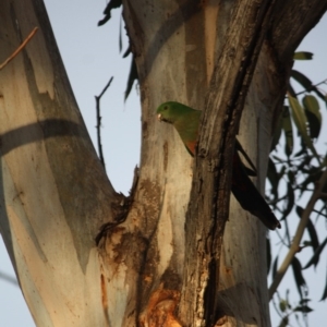 Alisterus scapularis at Hughes, ACT - 13 Oct 2019