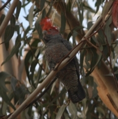 Callocephalon fimbriatum (Gang-gang Cockatoo) at Hughes, ACT - 13 Oct 2019 by LisaH