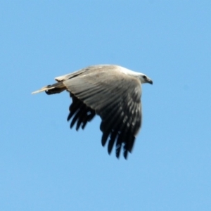 Haliaeetus leucogaster at Boorowa, NSW - 13 Oct 2019