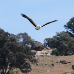 Haliaeetus leucogaster at Boorowa, NSW - 13 Oct 2019