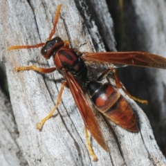 Polistes (Gyrostoma) erythrinus (Red paper wasp) at Crooked Corner, NSW - 13 Oct 2019 by Harrisi