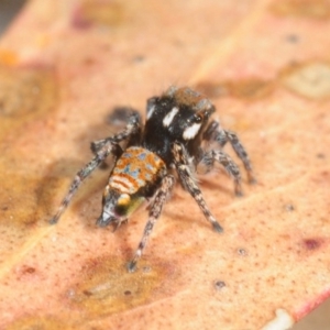 Maratus plumosus at Crooked Corner, NSW - 13 Oct 2019