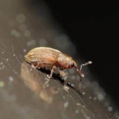 Curculionidae (family) (Unidentified weevil) at ANBG - 24 Sep 2019 by TimL