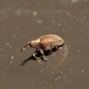 Curculionidae (family) at Acton, ACT - 24 Sep 2019