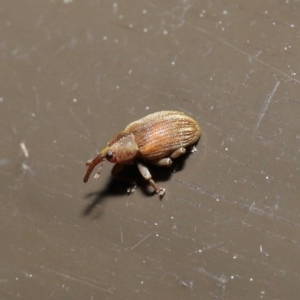 Curculionidae (family) at Acton, ACT - 24 Sep 2019