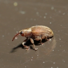 Curculionidae (family) at Acton, ACT - 24 Sep 2019