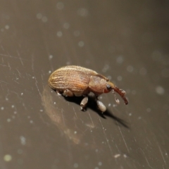 Curculionidae (family) at Acton, ACT - 24 Sep 2019