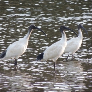 Threskiornis molucca at Monash, ACT - 2 Oct 2019