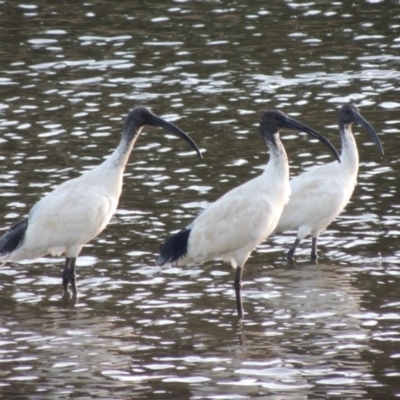 Threskiornis molucca (Australian White Ibis) at Monash, ACT - 2 Oct 2019 by MichaelBedingfield