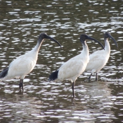 Threskiornis molucca (Australian White Ibis) at Monash, ACT - 2 Oct 2019 by michaelb