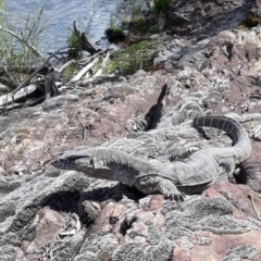 Varanus rosenbergi (Heath or Rosenberg's Monitor) at Cotter River, ACT - 13 Oct 2019 by ajbrickhill