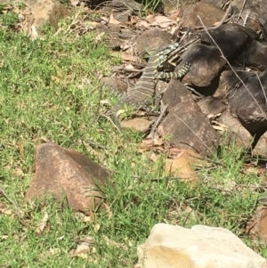 Varanus varius at Bawley Point, NSW - 13 Oct 2019