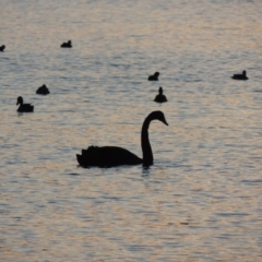 Cygnus atratus (Black Swan) at Isabella Plains, ACT - 2 Oct 2019 by MichaelBedingfield