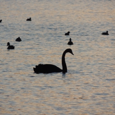 Cygnus atratus (Black Swan) at Isabella Pond - 2 Oct 2019 by michaelb