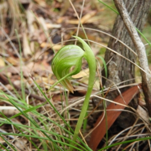 Pterostylis nutans at Tennent, ACT - suppressed