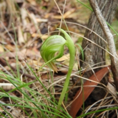 Pterostylis nutans (Nodding Greenhood) at Tennent, ACT - 5 Oct 2019 by MatthewFrawley