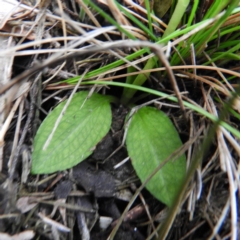 Pterostylis nutans at Tennent, ACT - suppressed