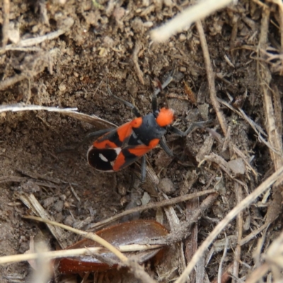 Melanerythrus mactans (A seed bug) at Namadgi National Park - 6 Oct 2019 by MatthewFrawley