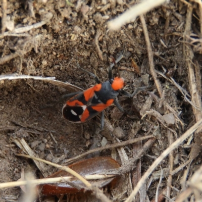 Melanerythrus mactans (A seed bug) at Tennent, ACT - 6 Oct 2019 by MatthewFrawley