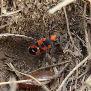 Melanerythrus mactans at Tennent, ACT - 6 Oct 2019