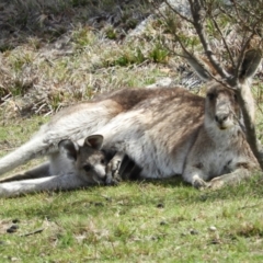 Macropus giganteus (Eastern Grey Kangaroo) at Namadgi National Park - 5 Oct 2019 by MatthewFrawley