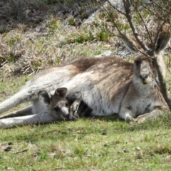 Macropus giganteus (Eastern Grey Kangaroo) at Tennent, ACT - 6 Oct 2019 by MatthewFrawley