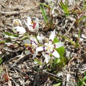 Wurmbea dioica subsp. dioica at Tennent, ACT - 6 Oct 2019