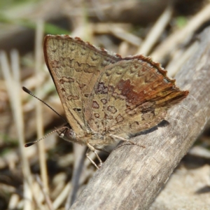 Paralucia aurifera at Tennent, ACT - 6 Oct 2019