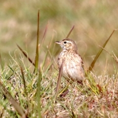 Anthus australis (Australian Pipit) at Broulee, NSW - 9 Oct 2019 by jbromilow50