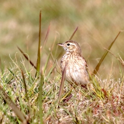 Anthus australis (Australian Pipit) at Broulee, NSW - 9 Oct 2019 by jb2602