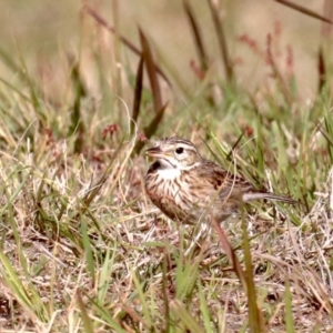 Anthus australis at Broulee, NSW - 9 Oct 2019