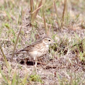 Anthus australis at Broulee, NSW - 9 Oct 2019