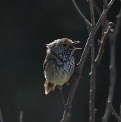 Acanthiza pusilla (Brown Thornbill) at Broulee Moruya Nature Observation Area - 9 Oct 2019 by jb2602