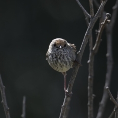 Acanthiza pusilla at Moruya, NSW - 9 Oct 2019