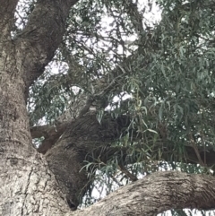 Eucalyptus sp. at Wingecarribee Local Government Area - 11 Oct 2019 10:05 AM