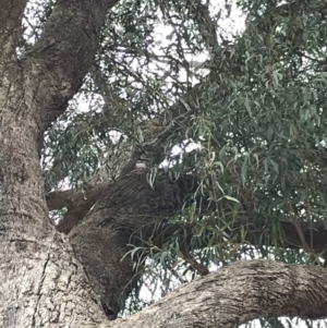 Eucalyptus sp. at Wingecarribee Local Government Area - 11 Oct 2019 10:05 AM