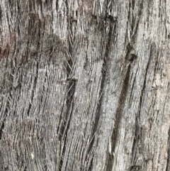 Eucalyptus sp. at Wingecarribee Local Government Area - 11 Oct 2019 10:05 AM