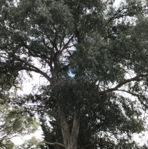 Eucalyptus sp. at Wingecarribee Local Government Area - 11 Oct 2019 10:05 AM