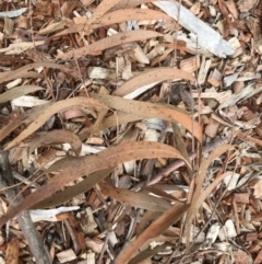 Eucalyptus sp. at Wingecarribee Local Government Area - 11 Oct 2019 10:05 AM