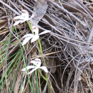 Caladenia sp. at Denman Prospect, ACT - suppressed