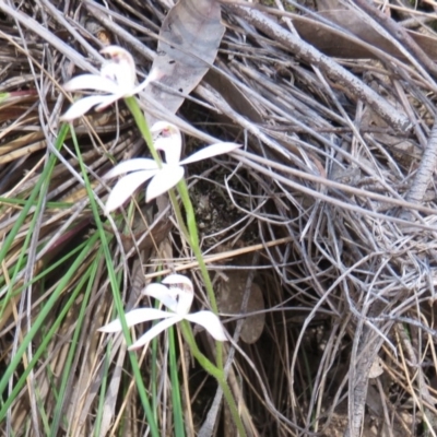 Caladenia sp. (A Caladenia) at Block 402 - 6 Oct 2019 by Jean